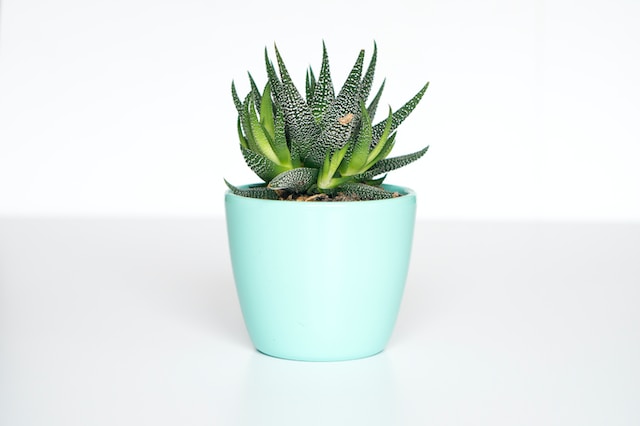 Green Plant In Vase